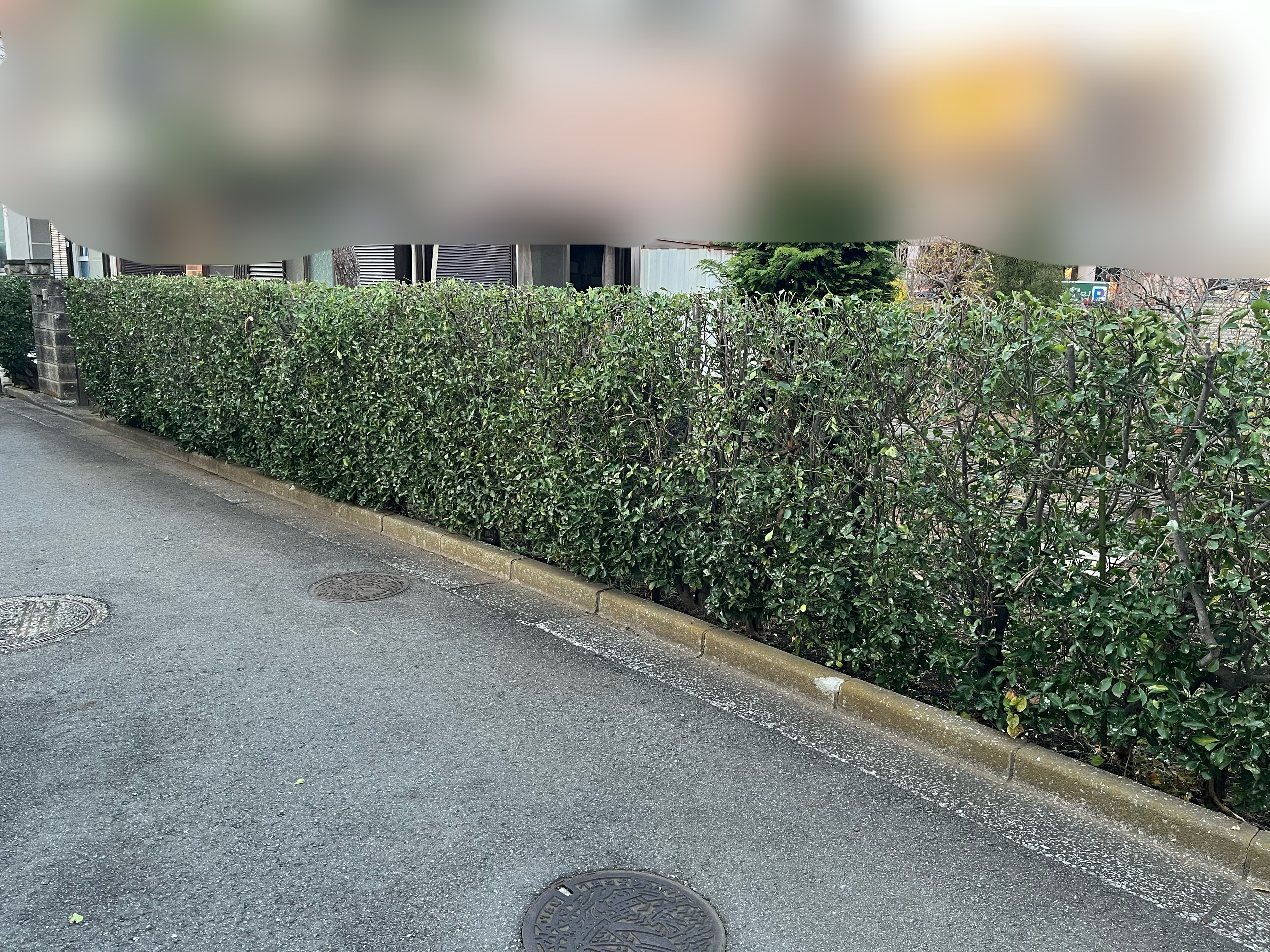 生垣剪定 作業後
