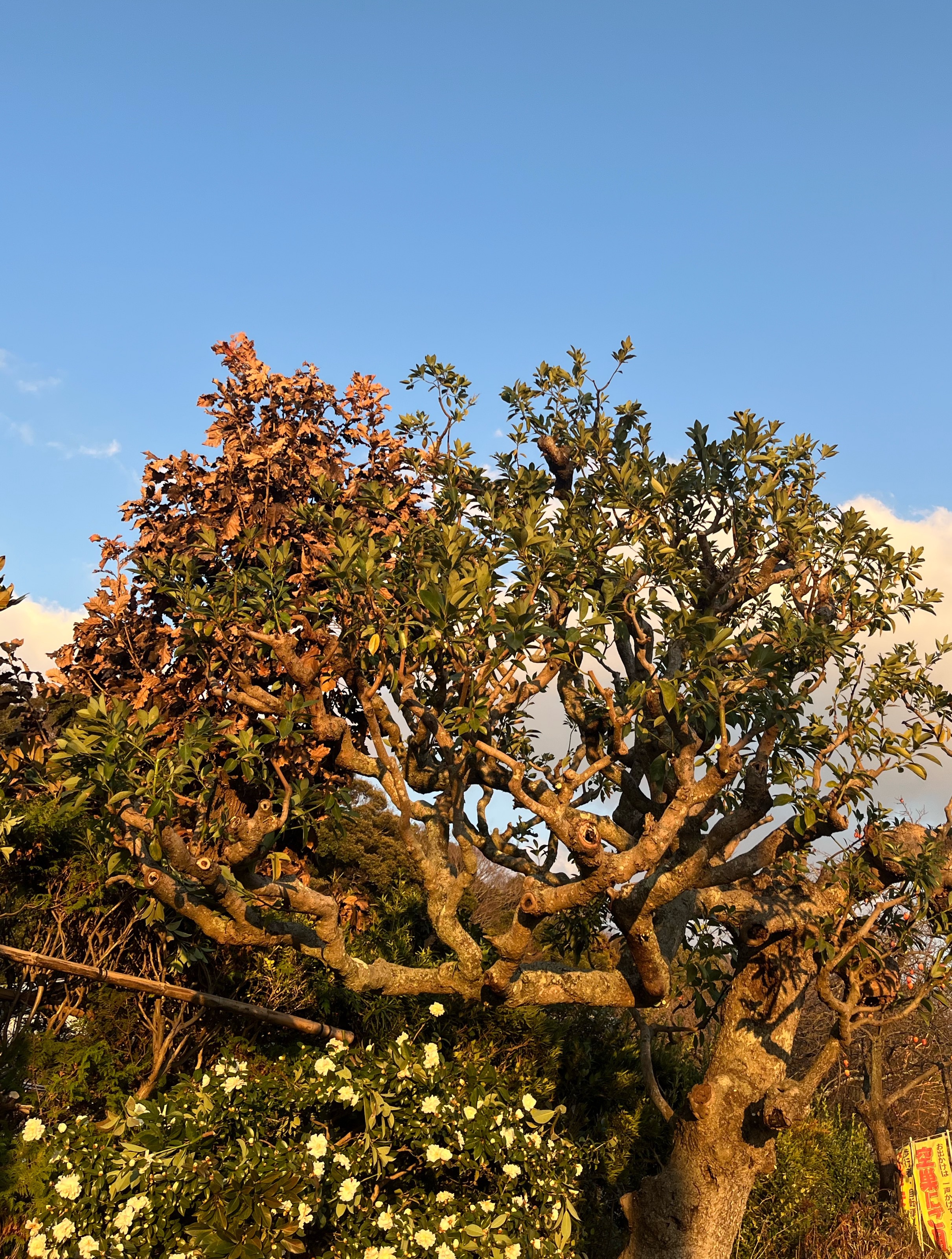 樹木剪定 作業後