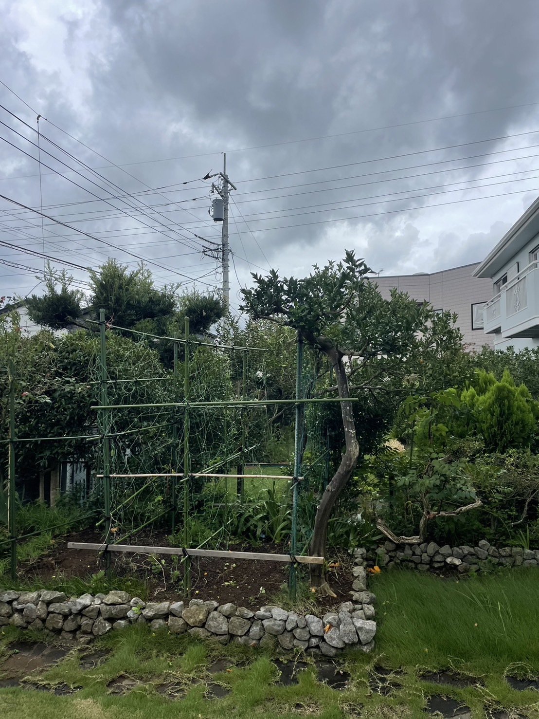 庭木剪定 作業後