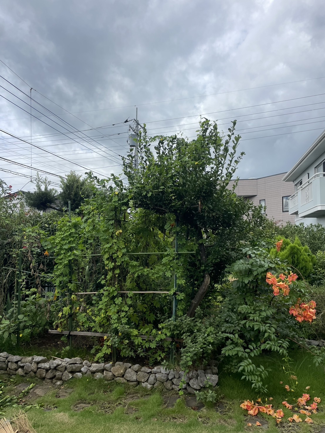 庭木剪定 作業前