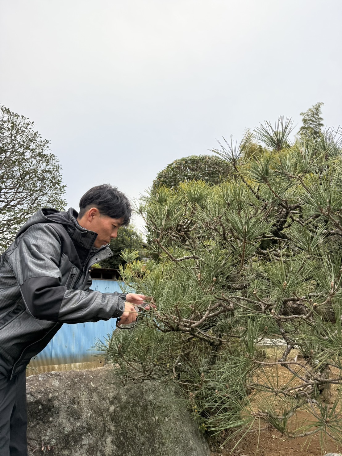 代表が直接剪定作業